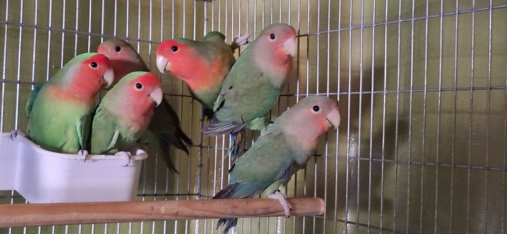 Agarponis roseicollis long feather