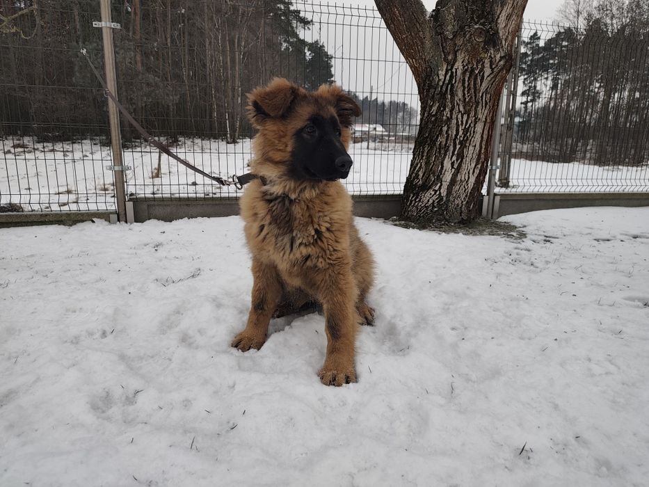 Owczarek niemiecki suczka