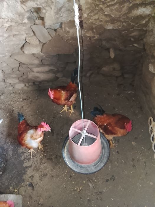 Galos caseiros .