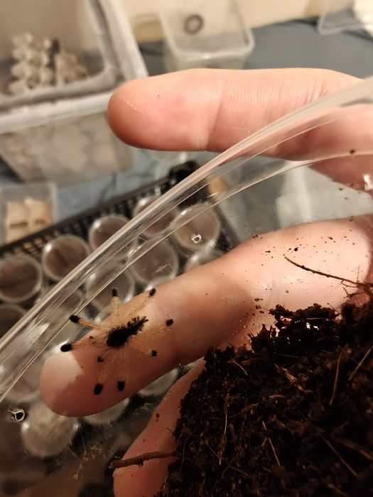 Pająk ptasznik Avicularia braunshauseni L1