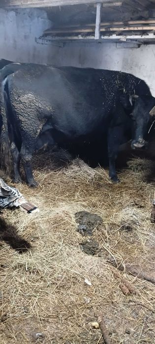 Продам 2 корови молочні