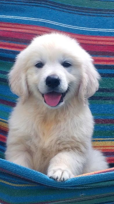 Golden retriever
