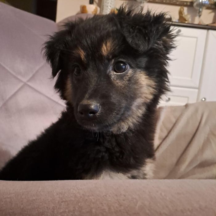 Cudowne szczeniaki szukają domków