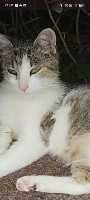 Kotek szuka  swojego człowieka.