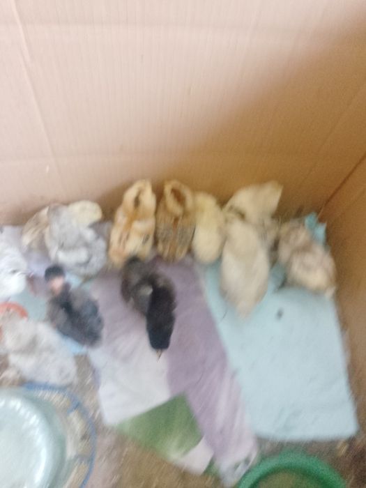 Продам домашні курчата