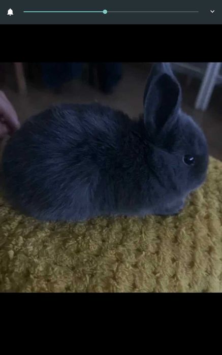 Coelhos anões fofinhos