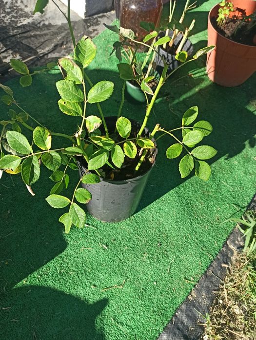 Roseiras de sta Teresinha
