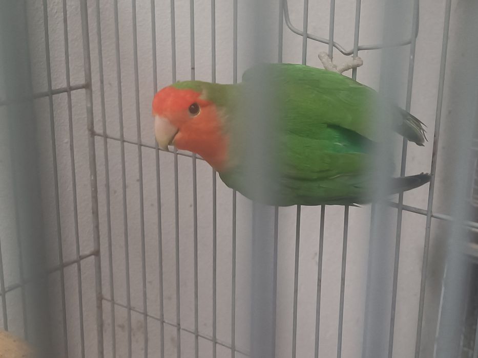 Já  só tenho um macho agapórni Longfeather para cedência