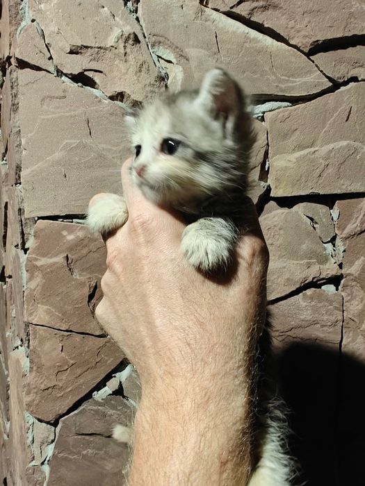 Віддамо кошенят в добрі руки