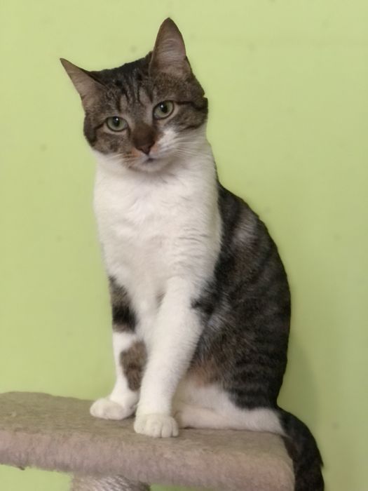 Кошечка 1 год бесплатно ,еще неделя передержки и опасная улица