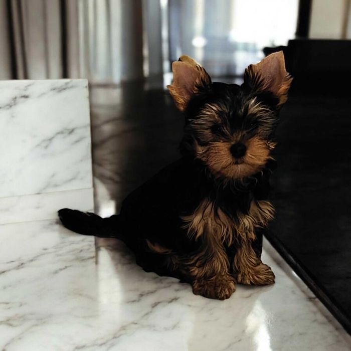 Chłopczyk York ZkwP Fci