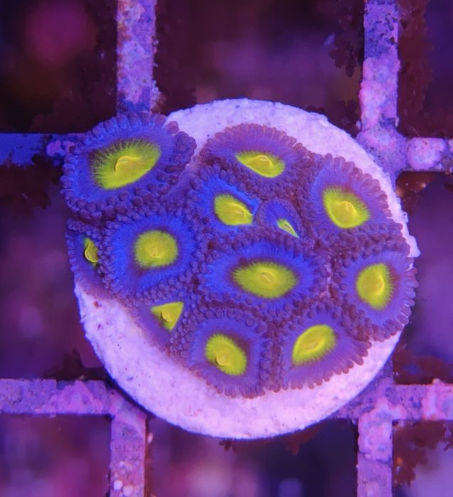 WWC AOI Zoanthus, Corais de Água Salgada