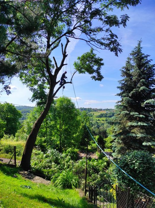 Wycinka drzew trudnych, alpinistycznie albo z podnośnik Koszowy, rębak
