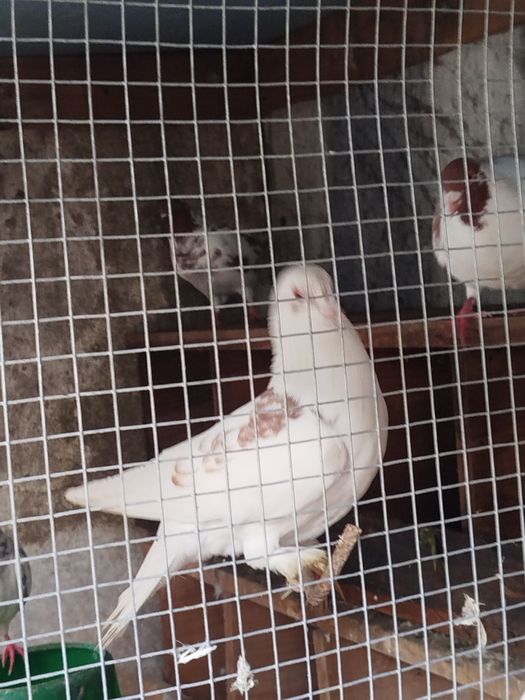 Pombos 10 euro casal