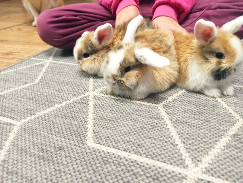 Królik miniaturek - baranek