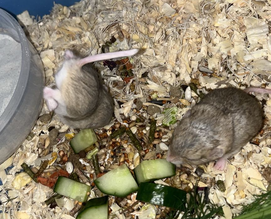 Tłustogon afrykański, nie chomik