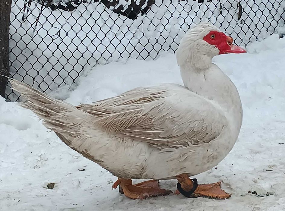 Утки  мускусні ( індоутки ) маленькі утя  та дорослі утки