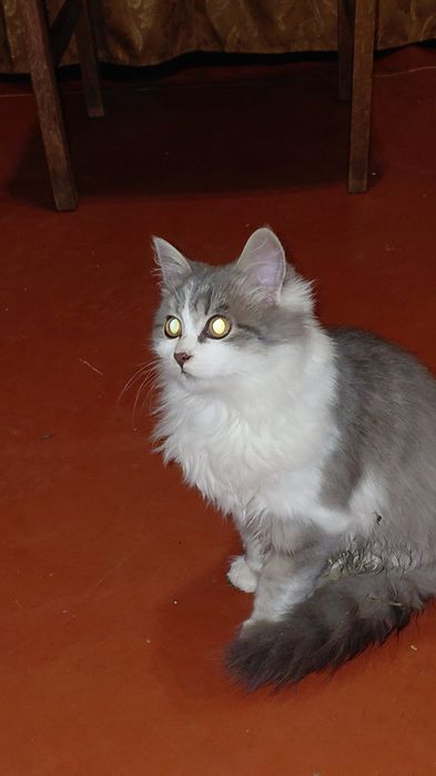 Бесплатно в добрые руки котята подростки мальчики и девочки