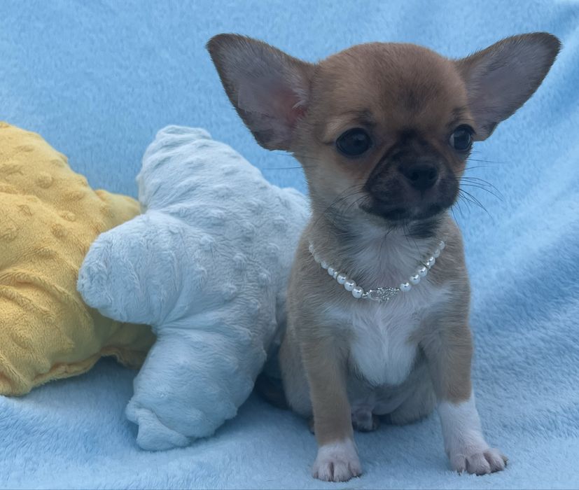 Chihuahua Macho Pelo Curto