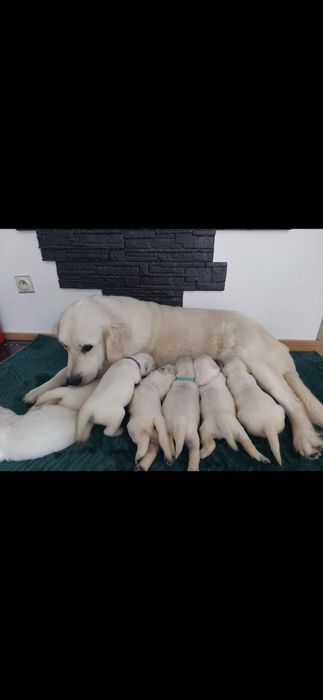 Golden Retriever FCI,  suczka zkwp