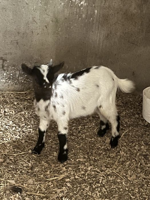 Cabras anas e ovelhas