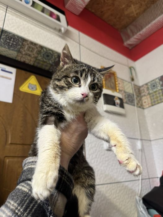 Кастрований молодий котик