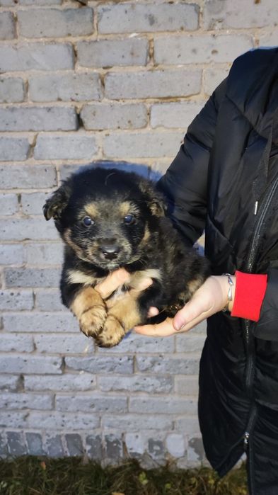 Oddam szczeniaki w dobre ręce.