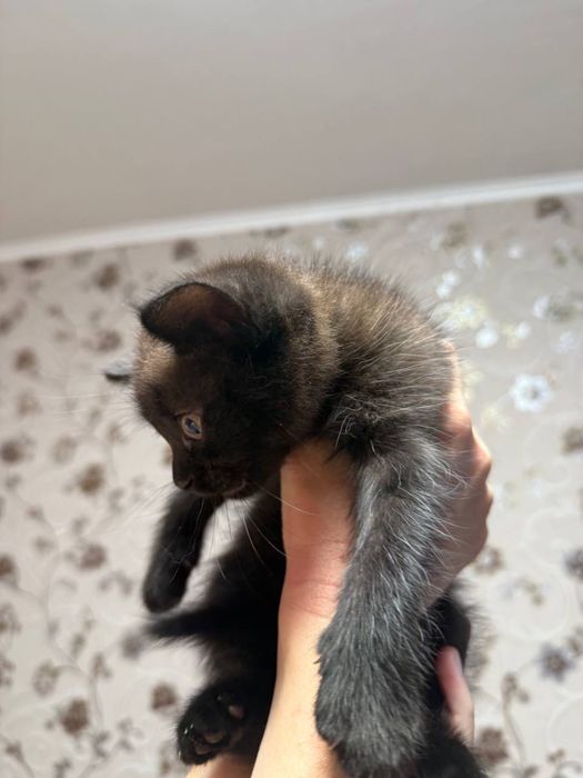 Котята. Серый и шоколадный.