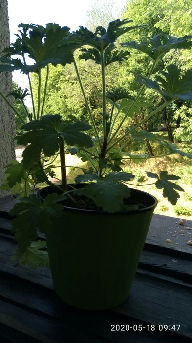 Лимонна геранька, духмяна пеларгонія- чудова лікування