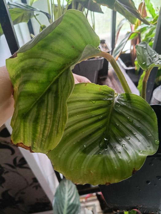 calathea orbifolia