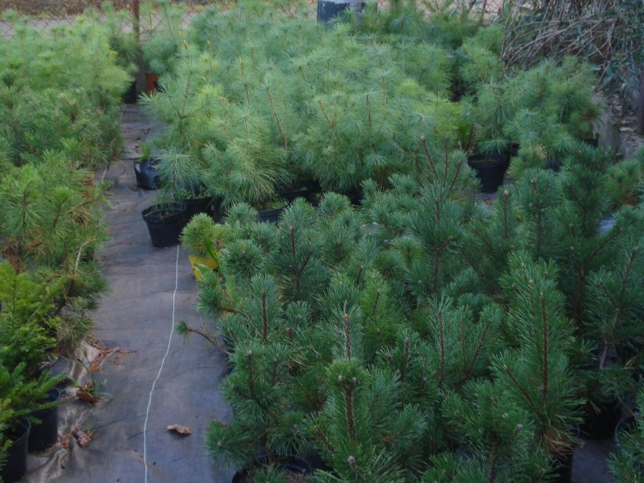 Sadzonki sosen w doniczkach 60- 90 cm