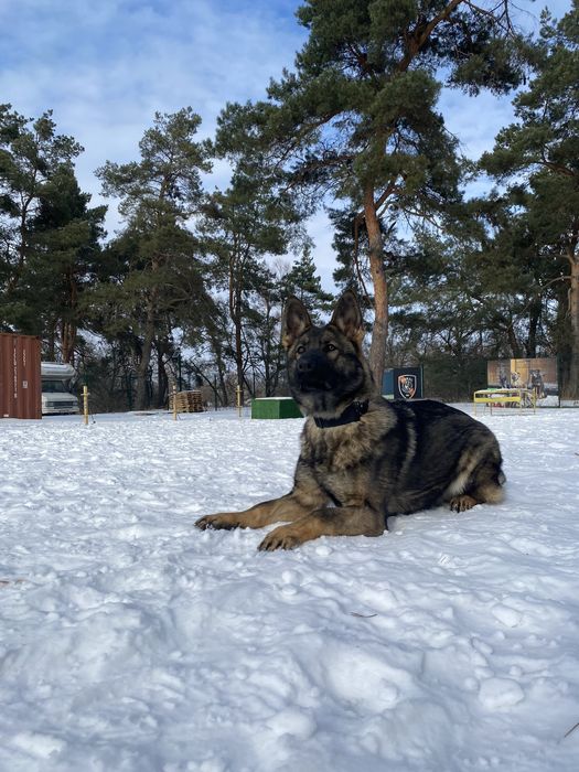 Німецька вівчарка 08.06.25