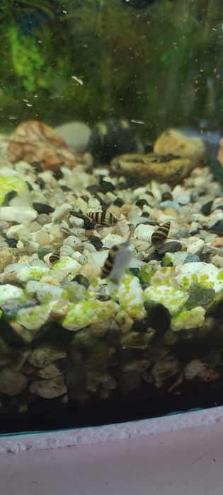 Sprzedam ślimaki Helenka a najlepiej wymienię na gupiki lub inne płatk