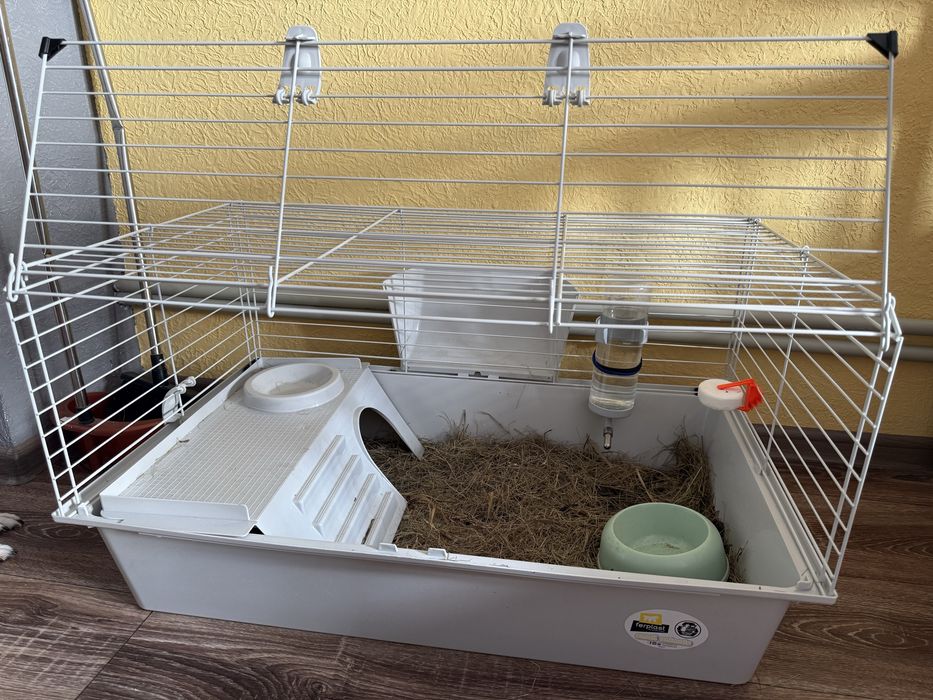 Морська свинка з кліткою