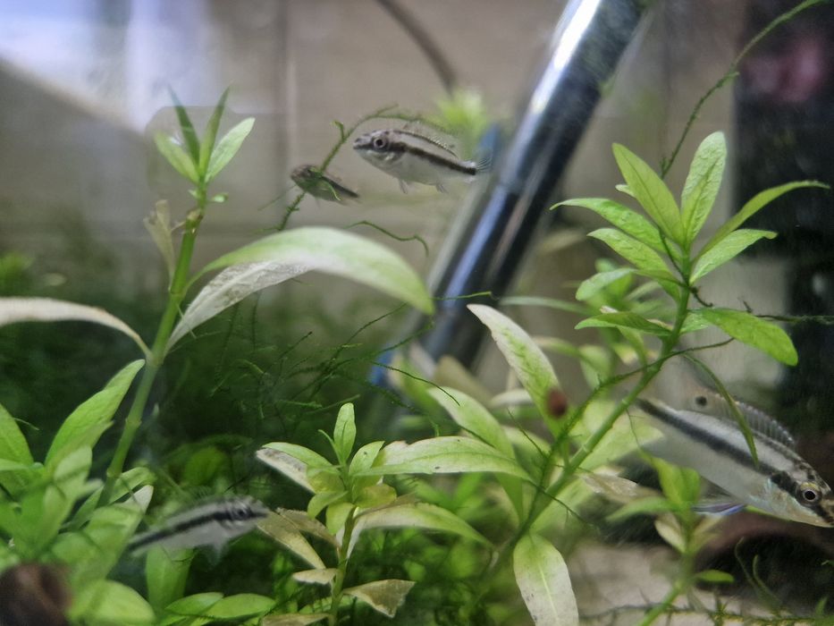 Peixe Kribensis juvenil