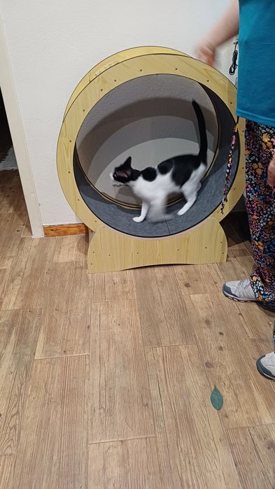 Roda exercícios gato