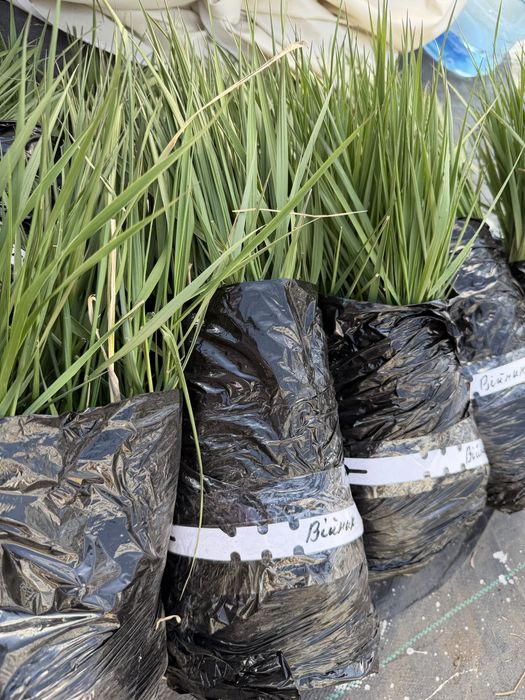 Війник Карл Форстер і пенісетуми