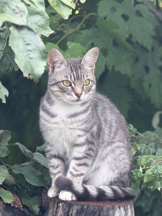 Красивий сріблястий кіт таббі, 1 рік