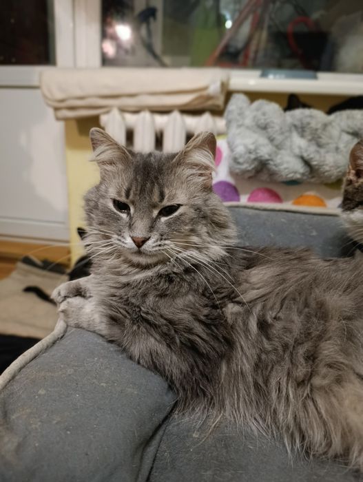 Кіт. Киця. Кошеня.