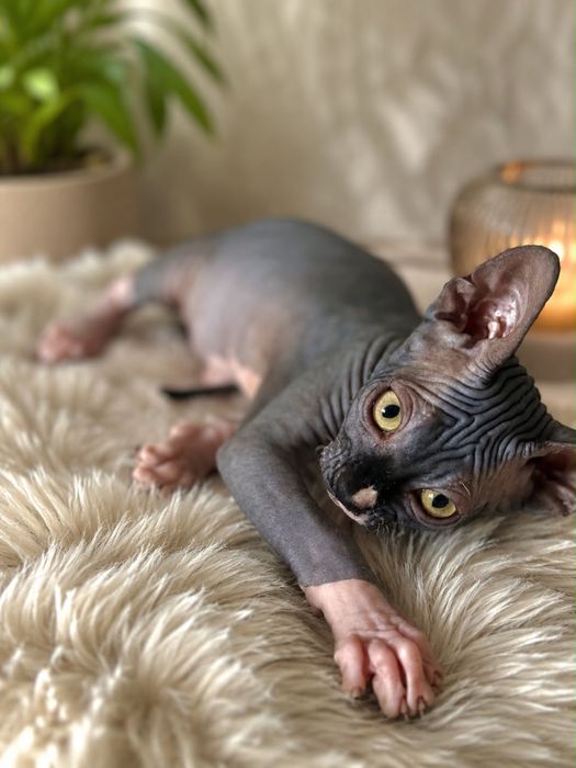 Sphynx Macho disponivel para entrega