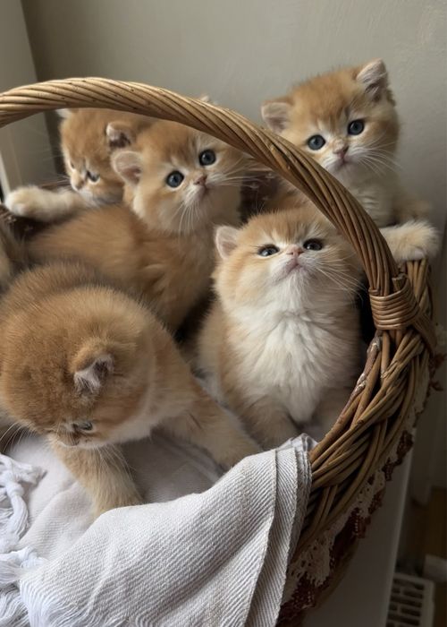 Британська золота шиншила кошеня хлопчик дівчинка