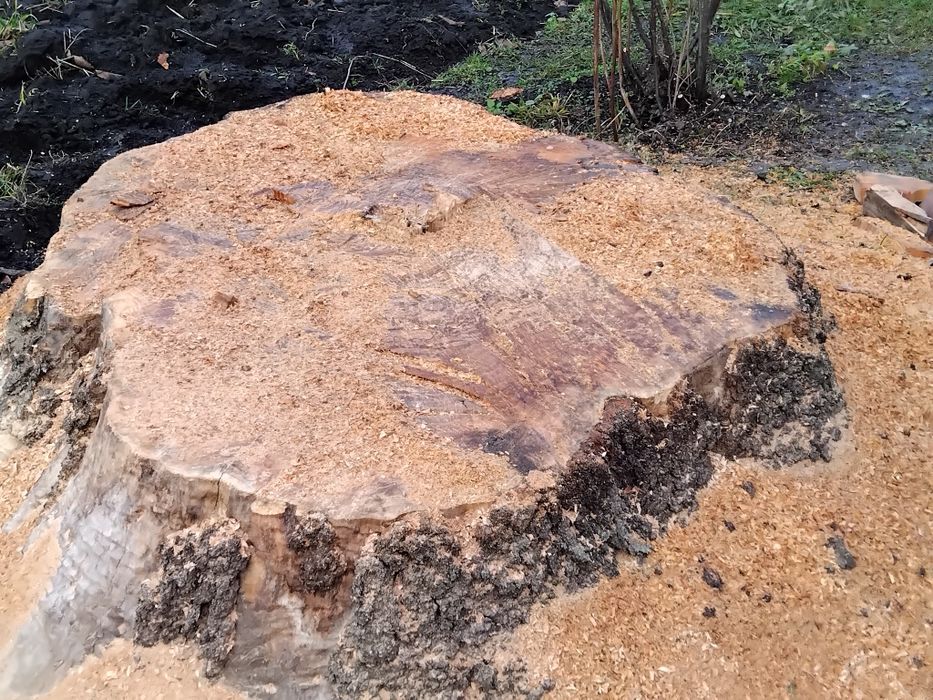 Продам стовбур ясена.