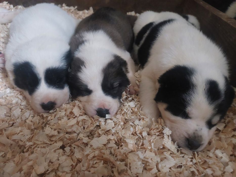 Шинки алабай САО