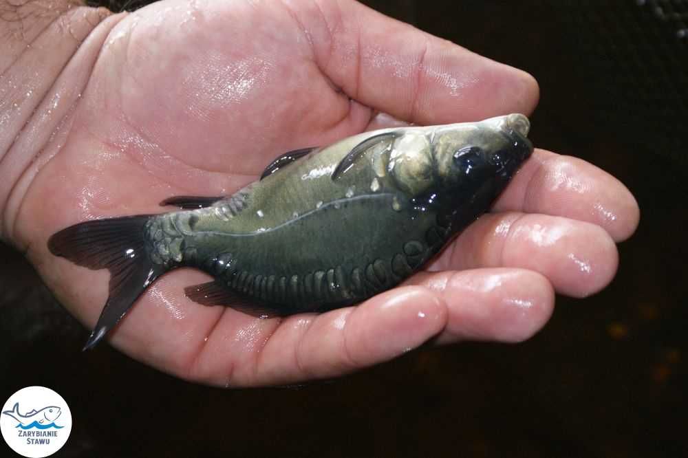 Narybek amura zarybianiestawu
