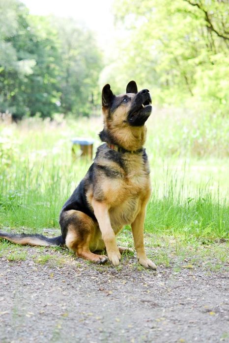 Piękny Azot czeka na dom