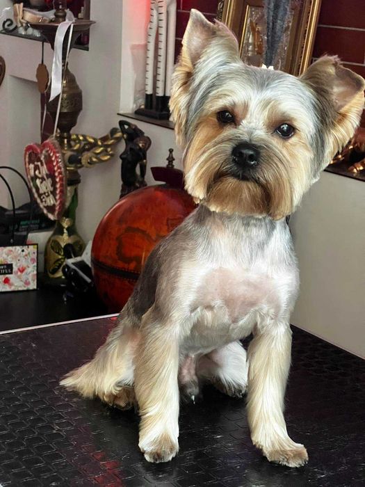 Йоркширський тер'єр віком 1.7 шукає собі подружку