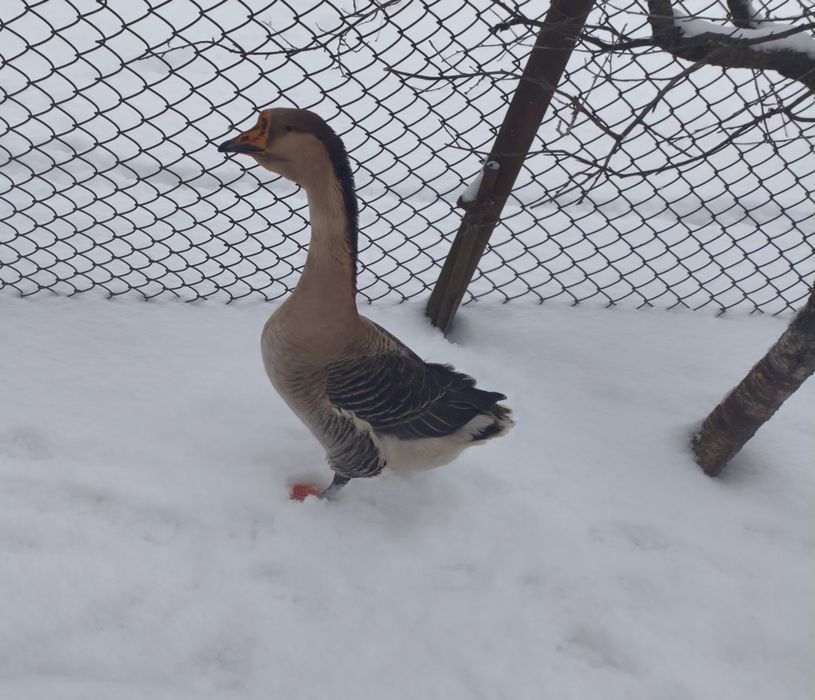 Продам гусака на плем'я  або м'ясом