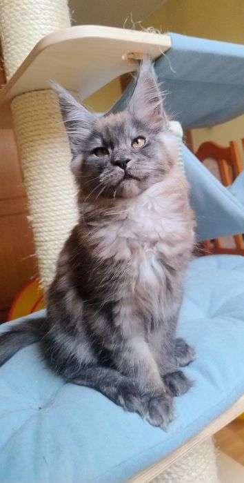 Kocięta Maine Coon