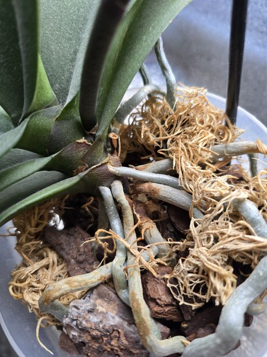 Орхідея, орхідеї