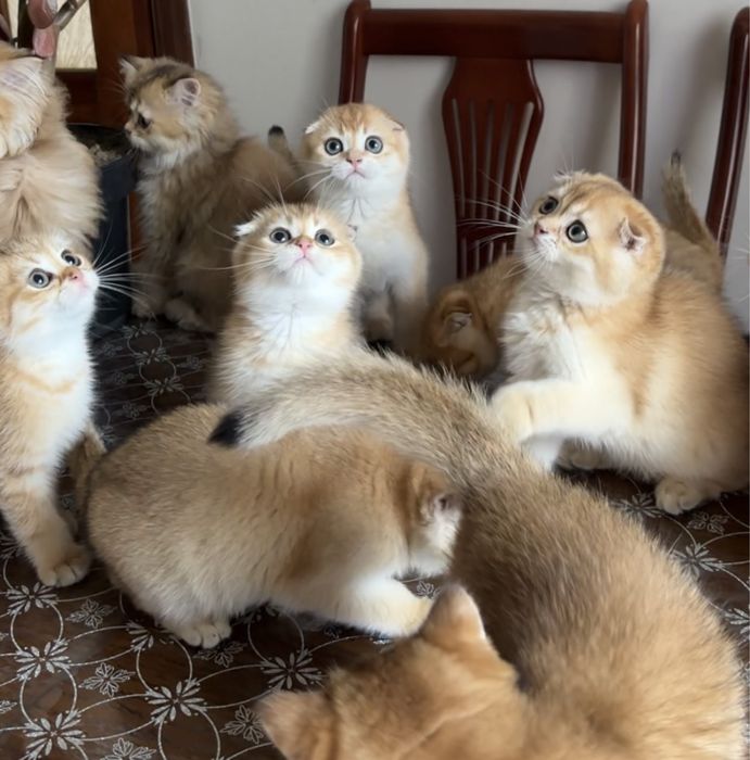 Кошенята золота шиншила